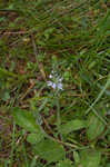 Common gypsyweed